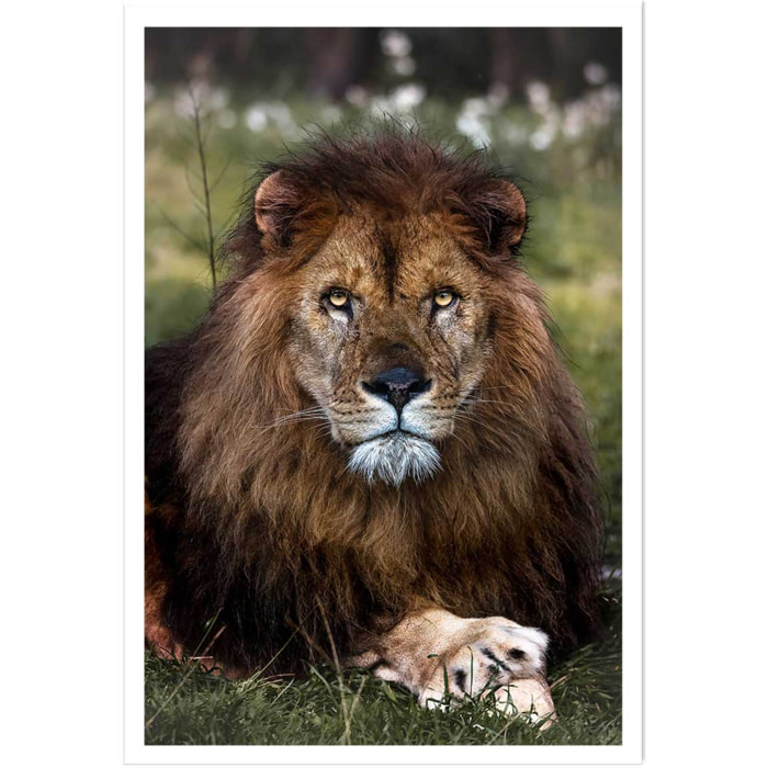 Affiche animaux pattes de lion Affiche seule