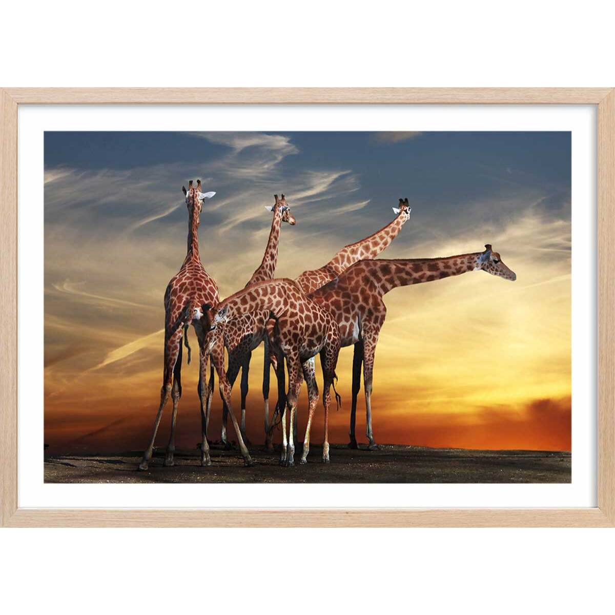 Affiche animaux girafes meeting Affiche + cadre en bois - Chêne