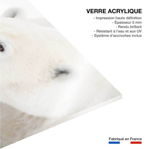 Tableau ours blanc polaire Tableau plexiglas