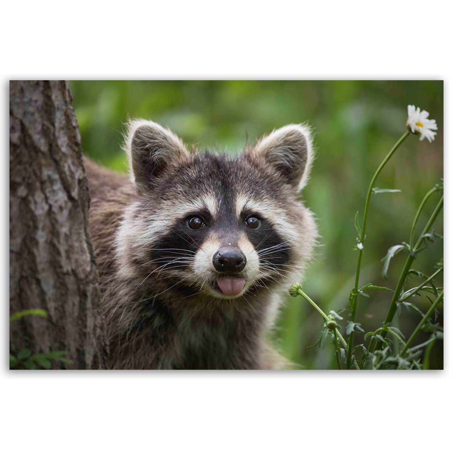 Tableau raton laveur curieux en gros plan Toile imprimée