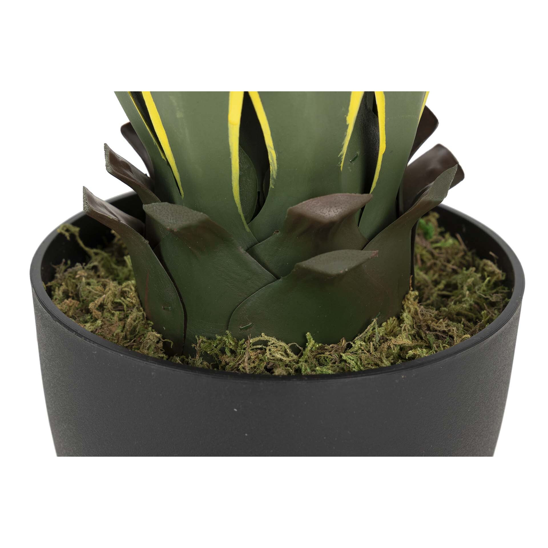 Planta Agave Atenuata 50x50x60 Cm