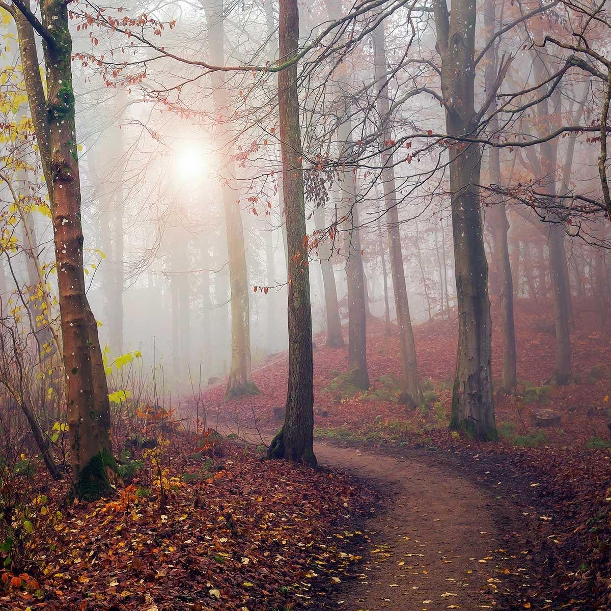 Affiche l'arbre et l'automne jaune Affiche + cadre en bois - Chêne