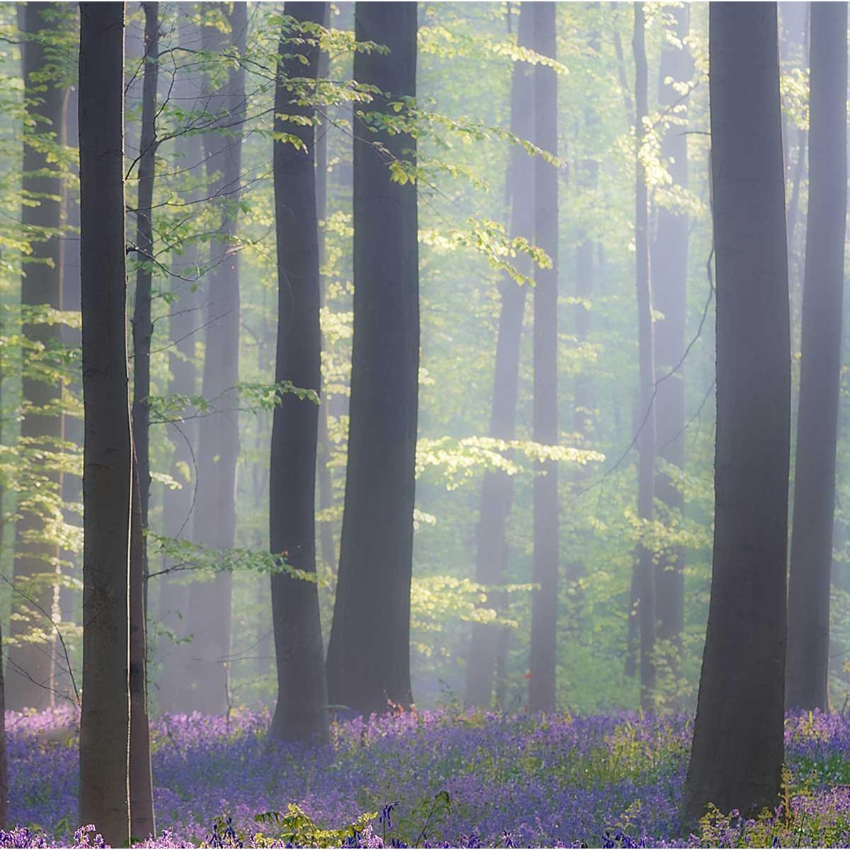 Tableau nature jacinthes et sous-bois Toile imprimée