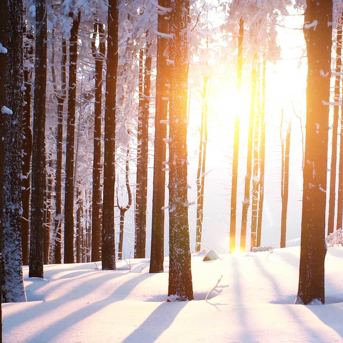 Affiche encadrée forêt enneigée au lever du soleil Affiche + cadre en métal - Noir