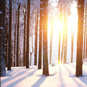 Affiche encadrée forêt enneigée au lever du soleil Affiche + cadre en métal - Noir