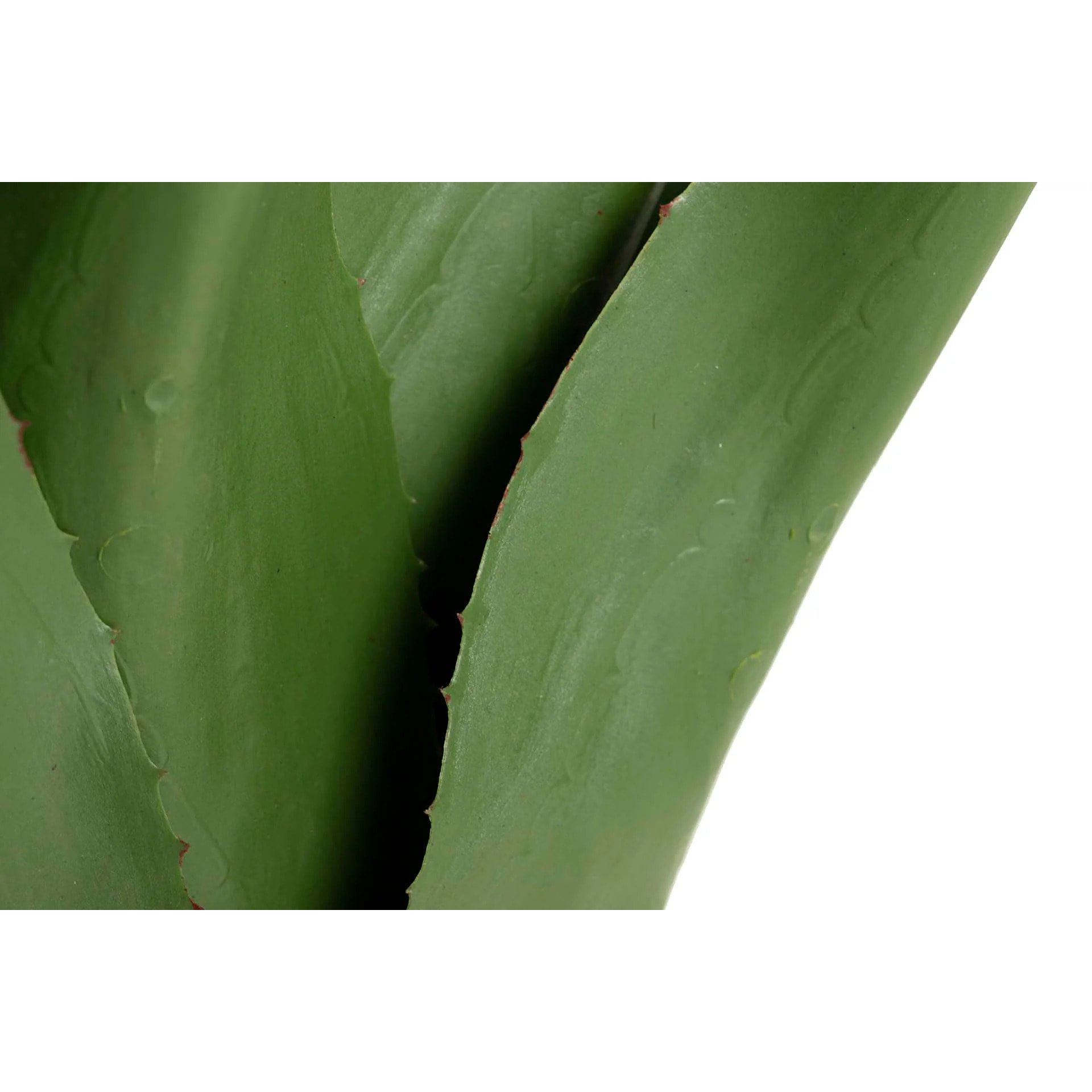 Planta Agave Attenuata 75x75x82 Cm