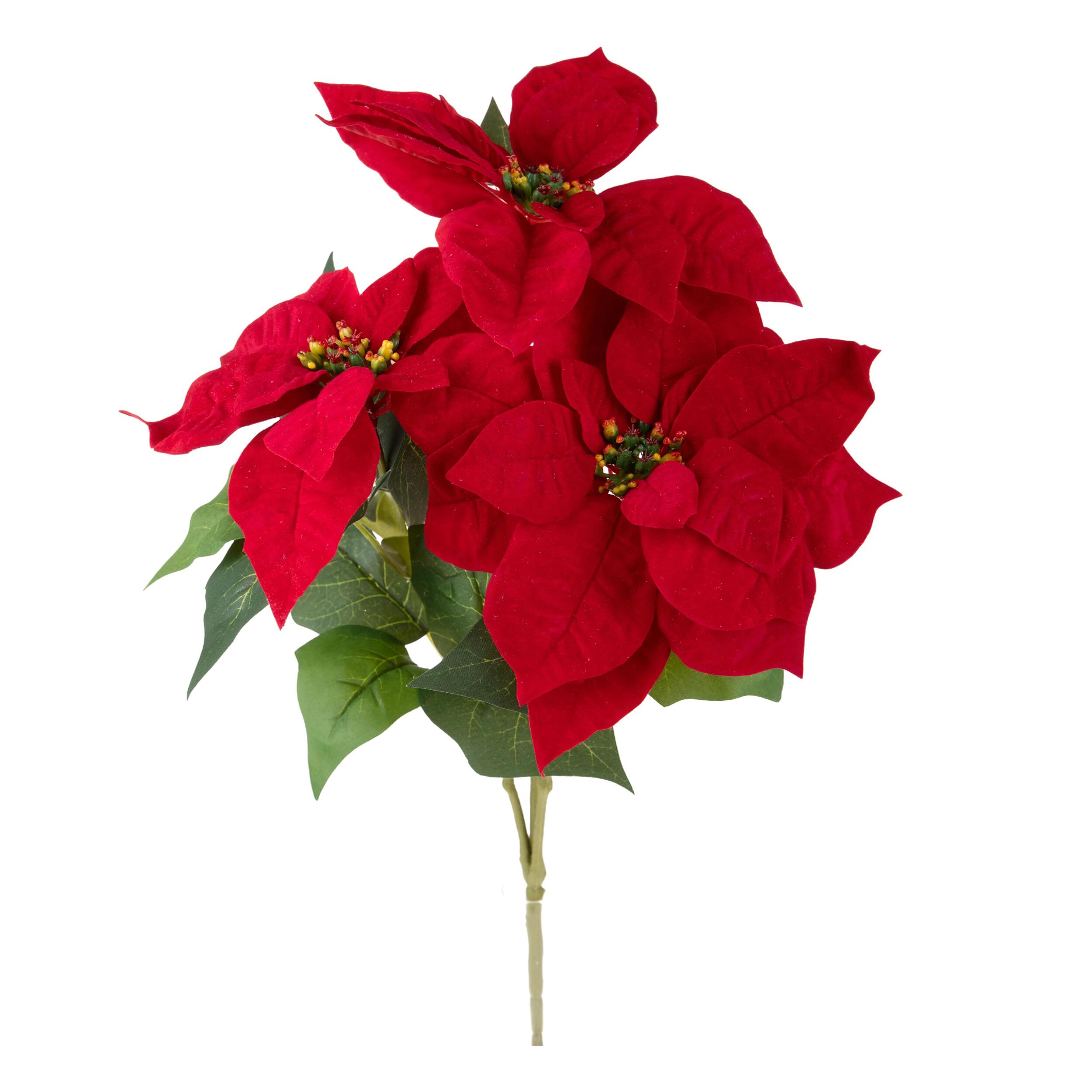 Stella natale d. - Pezzi 12 - ROSSO - Bianchi Dino SpA