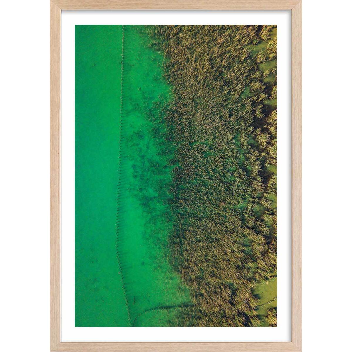 Affiche végétaux et flore aquatique Affiche + cadre en bois - Chêne