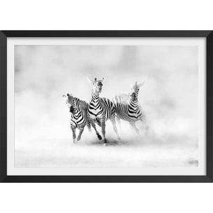 Affiche animaux racing stripes Affiche + cadre en bois - Noir