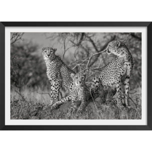 Affiche animaux 3 petits chats Affiche sous cadre noir
