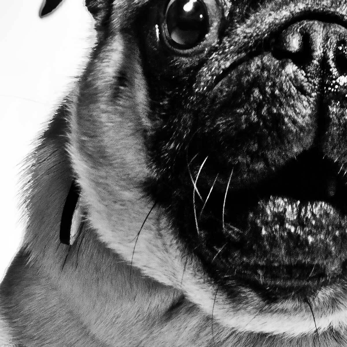 Affiche encadrée portrait de carlin en noir et blanc Affiche + cadre en métal - Noir