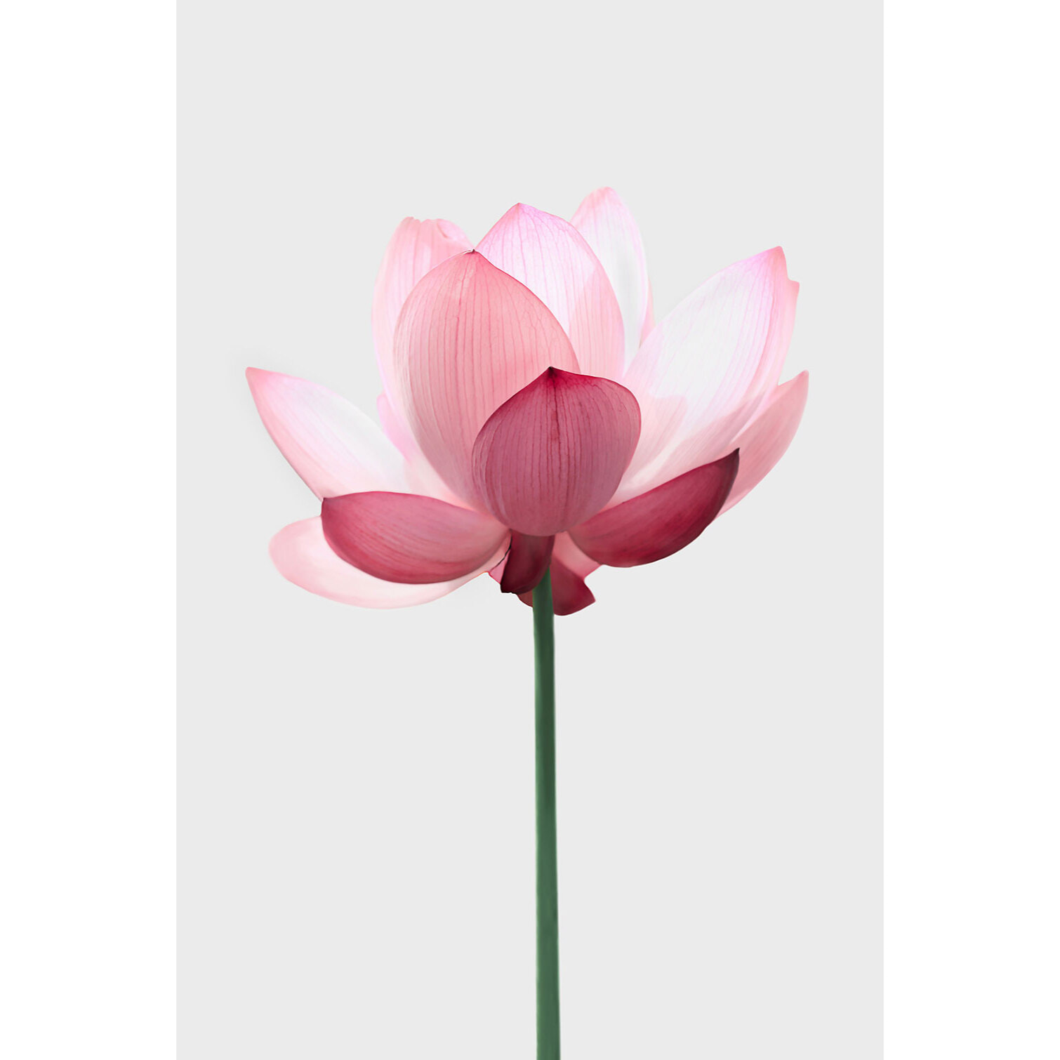 Tableau zen lotus rose  Tableau alu Dibond